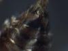 Nomada sp.